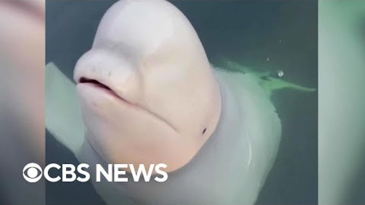 Beluga, believed to be former spy whale, befriends community in Norway