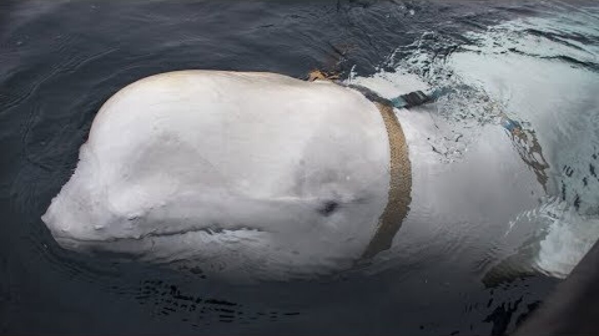 Beluga whale with Russian harness found in Norway